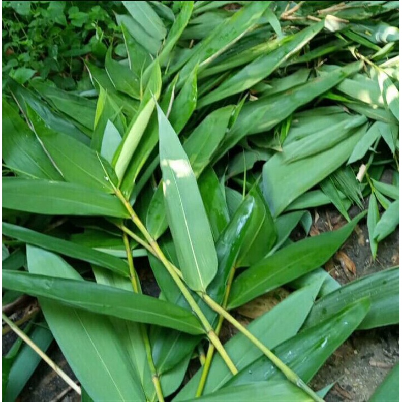 Jual Daun Bambu Tali Muda Daun Bambu Apus Herbal Indonesia|Shopee Indonesia