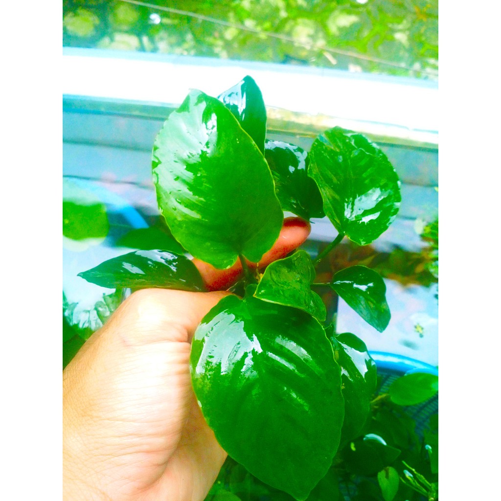 Anubias Broadleaf Barteri Broad Leaf Tanaman Aquascape