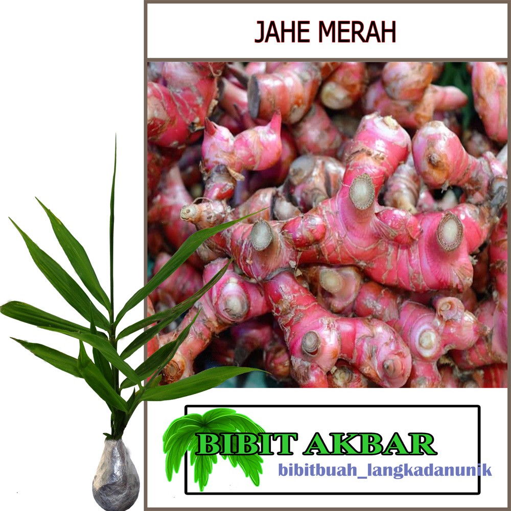 

Bibit Tanaman Herbal Jahe Merah