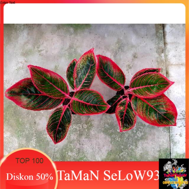 Tanaman hias LIPSTIK KHANZA - (AGLONEMA REMAJA) / AGLONEMA KHANZA / AGLO KANZA / AGLO UNIK LANGKA