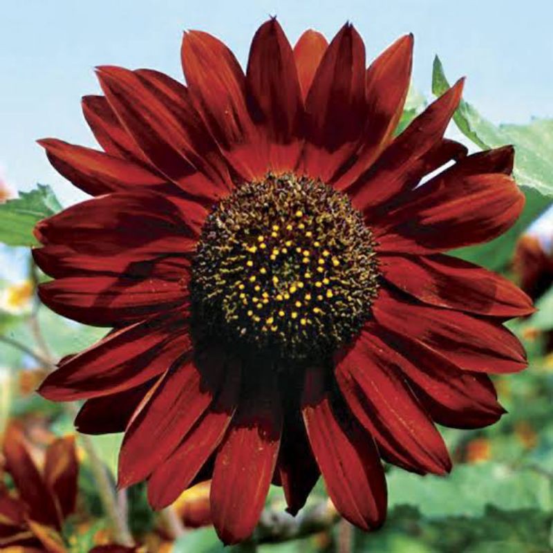 

sunflower valvet queen