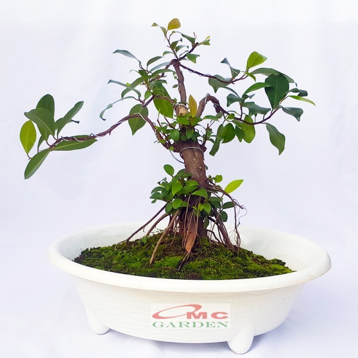 Beringin Lokal Local Iprik Kimeng Bibit Berakar Bonsai Ficus BR-2030