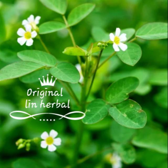 

Daun belingbing tanah liar original fresh 100 gram