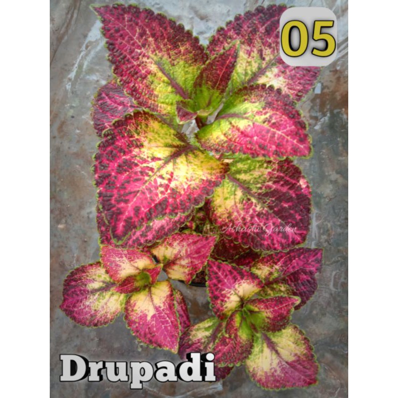 miana drupadi - miana premium