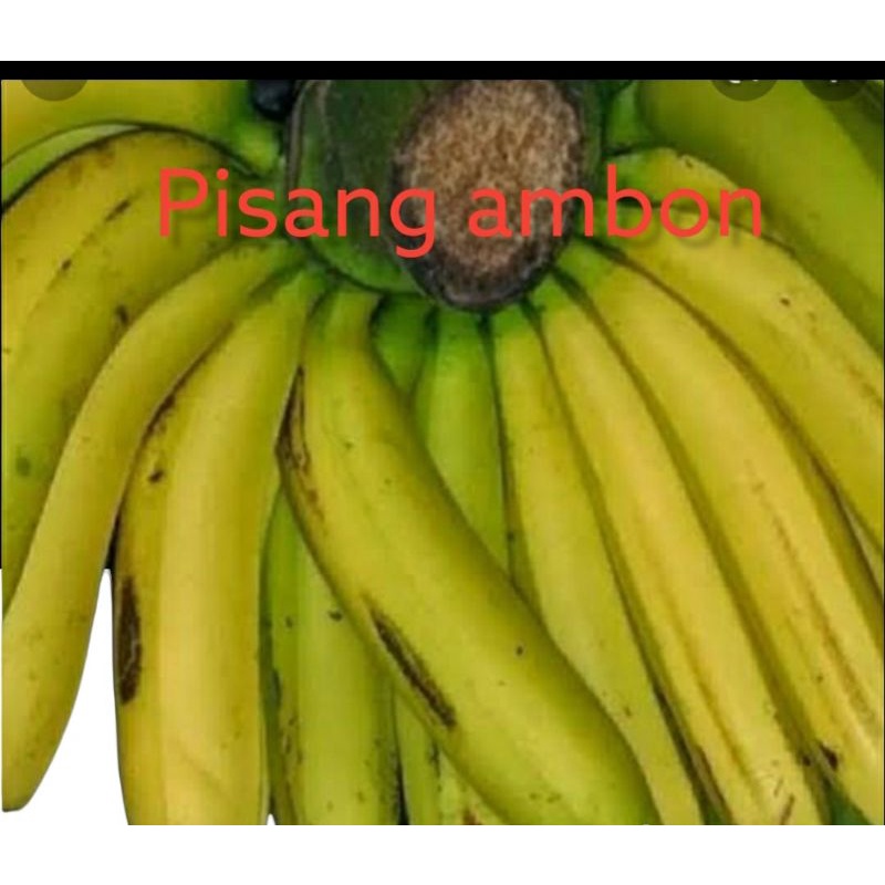 

pisang Ambon Mateng 1sisir