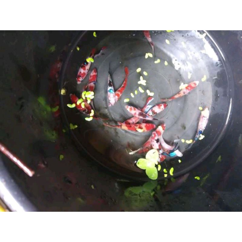 ikan cupang female Multicolor galaxi/nemo/yelow/orangebase/Random female/male