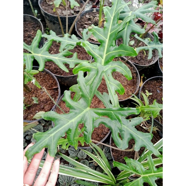 Alokasia stringray,alokasia portei