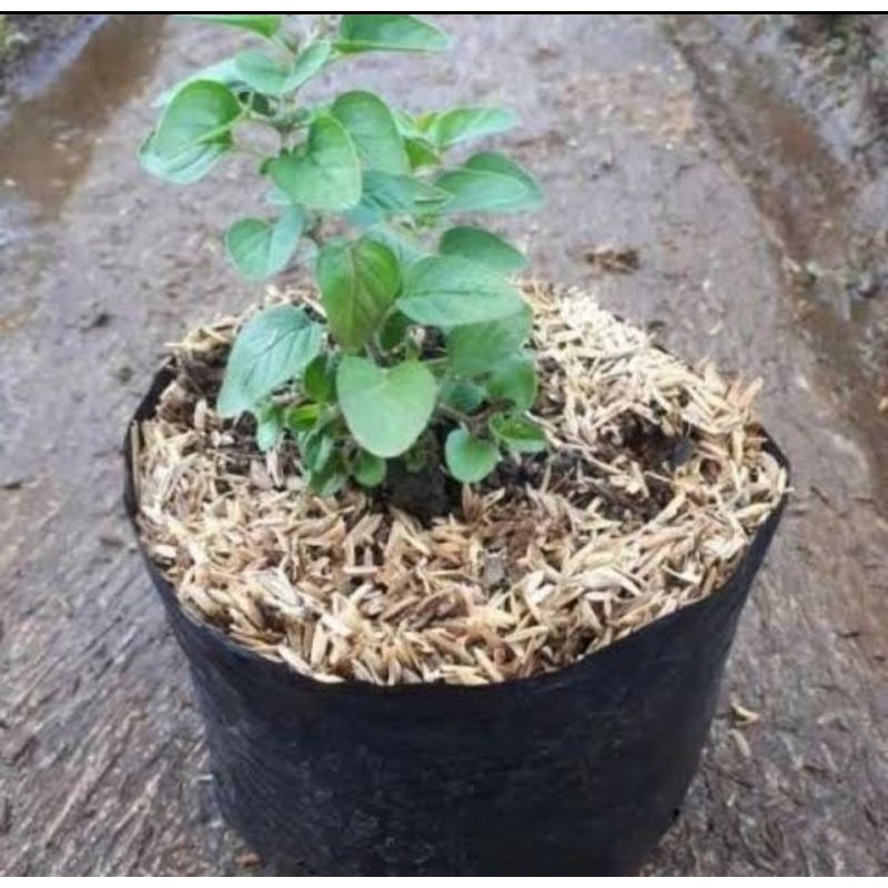 Bibit tanaman oregano/Tanaman herbal oregano