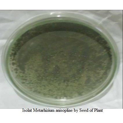 

Isolat Jamur Metharizium Anisopliae