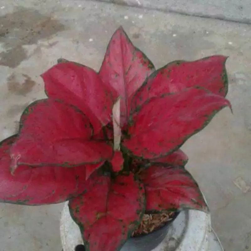 

bibit bunga aglonema red anjamani