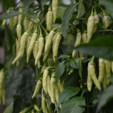 35 Bibit Cabe Rawit Putih Merunduk Benih Cabai Unggul Sayuran Berkualitas Tanaman Sayur Seribuan