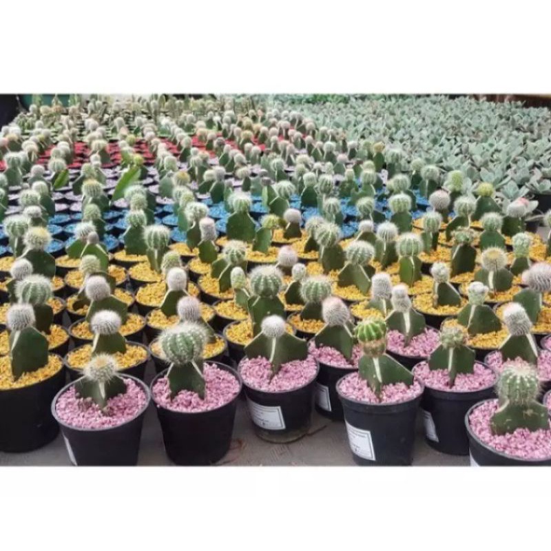 Banikko76 Batu Salju Taiwan Warna Ungu 1Kg Hiasan Pot Taman Aquarium