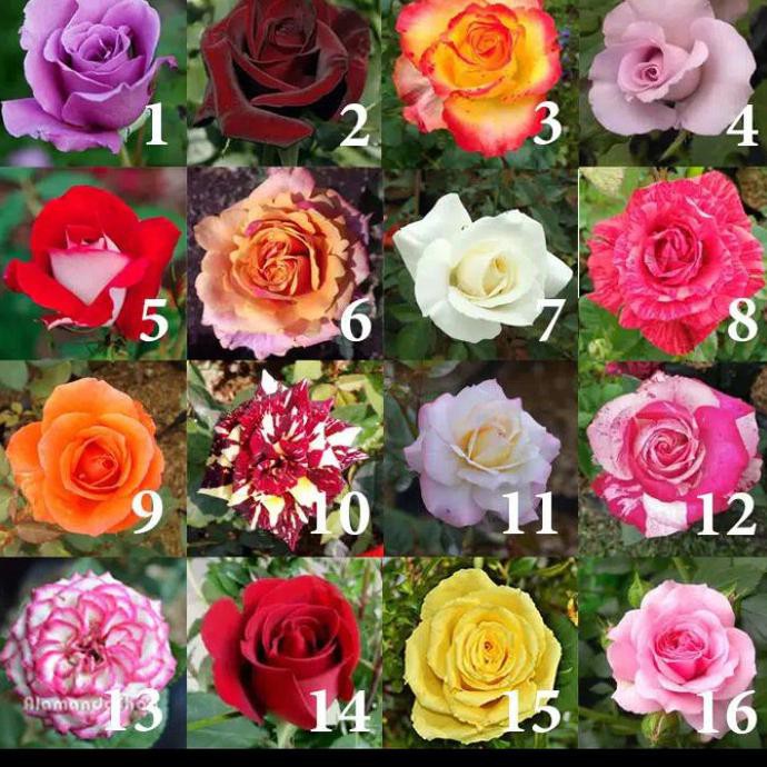 bibit mawar import / tanaman mawar wangi