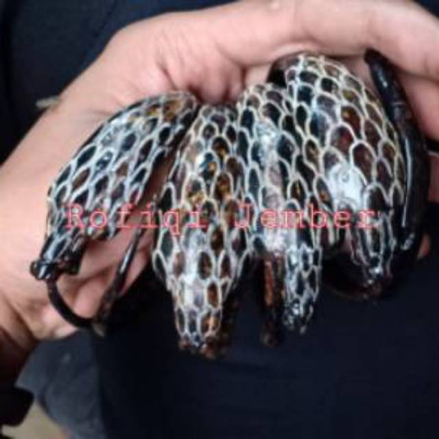 Gelang akar bahar merah ukir cobra