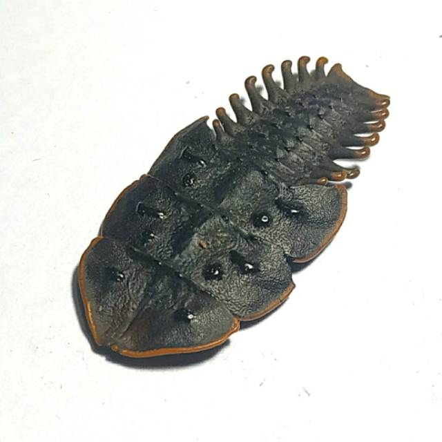 AWETAN SERANGGA UNIK & LANGKA KUMBANG PREHISTORIC TRILOBITE