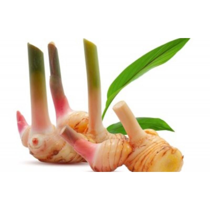 

Lengkuas murah serba3 rb