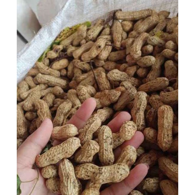 

KACANG TANAH MENTAH SUPER MURAH 1 KG FRESH