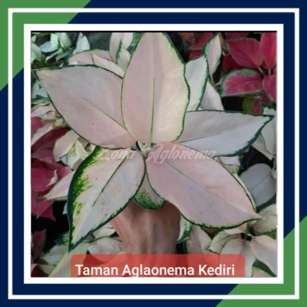 COD KOCHIN SUTRA THAILAND (TANAMAN HIAS AGLAONEMA AGLOMEMA)