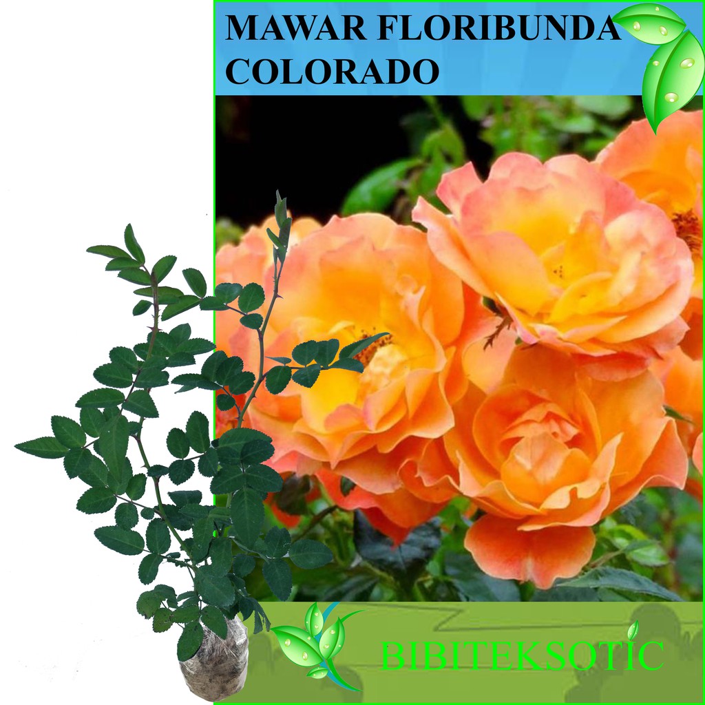 Tanaman Mawar Floribunda Colorado