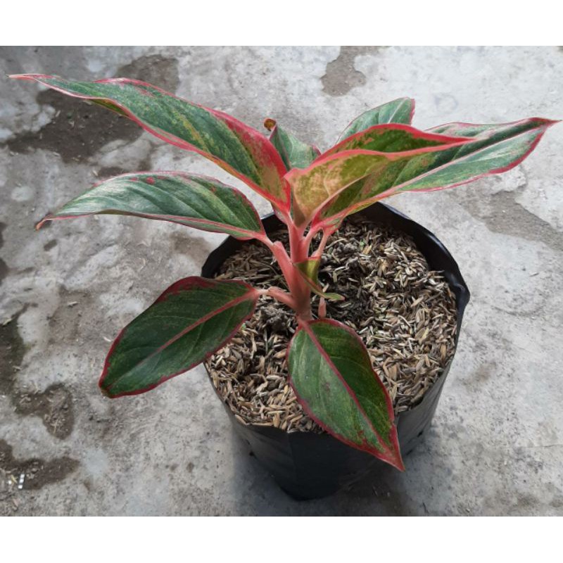 bunga aglonema syam aurora lipstik merah