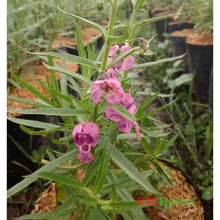 Tanaman Bunga Lavender Pink