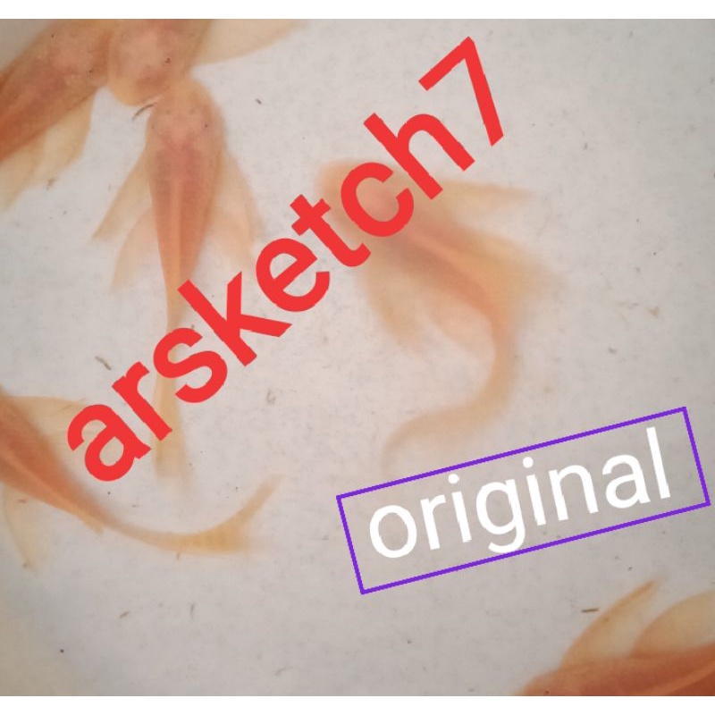 Ikan brushmouth albino slayer ukuran 6 cm