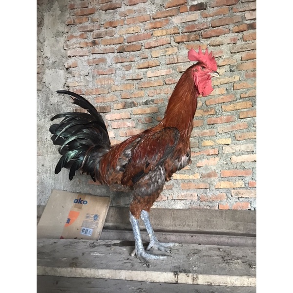 Ayam pelung jantan postur tinggi