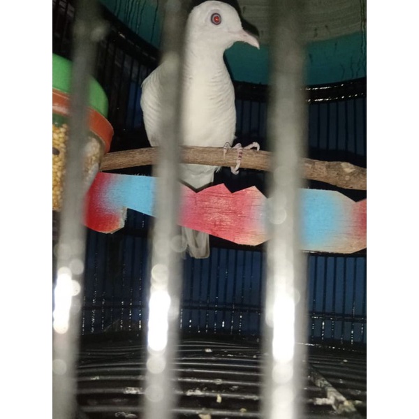 Burung perkutut putih lurik mata merah manggung suara joss
