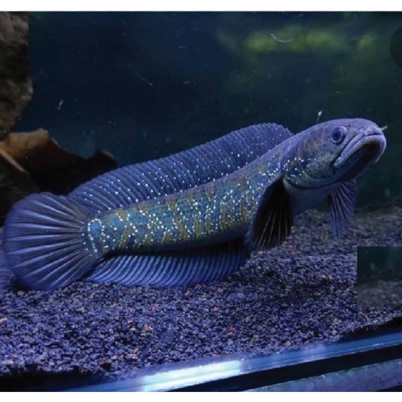 baby channa asiatica rsws