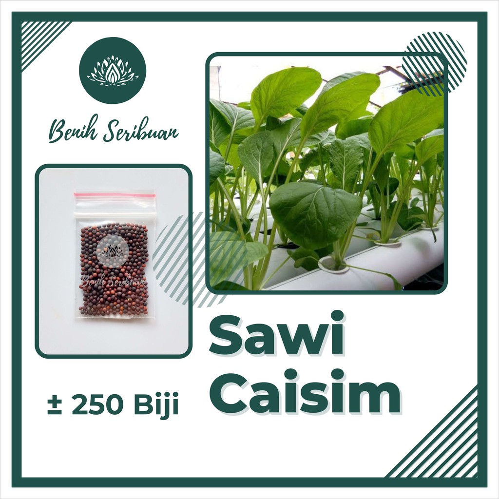 250 Bibit Sawi Caisim Shinta Manis Cap Panah Merah Benih Sayuran Hidroponik Tanaman Sayur Seribuan