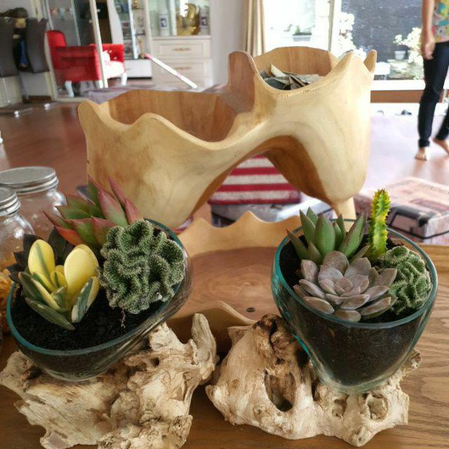 Glass on Wood Bowl Size M Pot  Kaktus Vas Kaca  Pot  