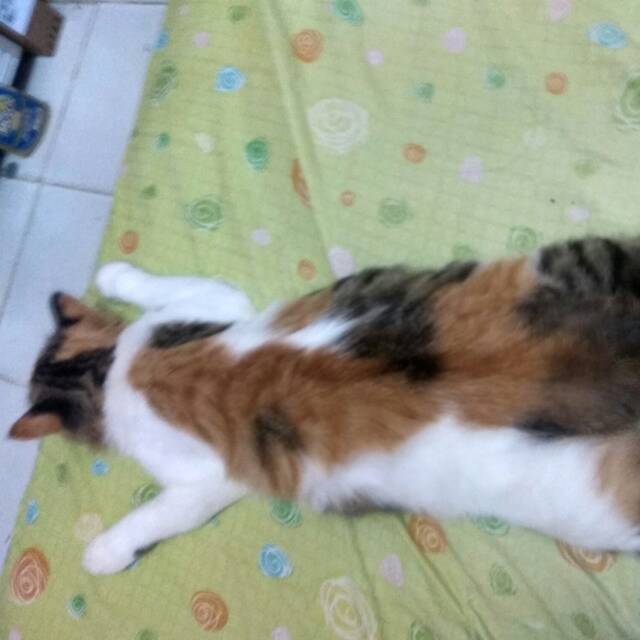 gitadwiaryani