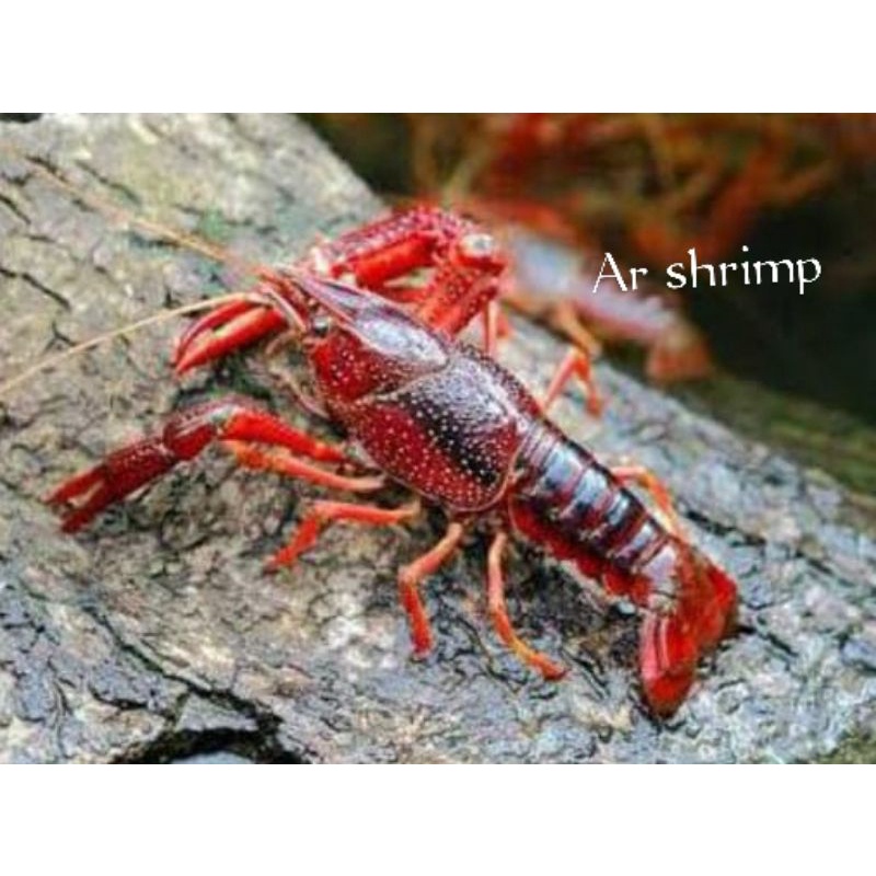 lobster hias merah kecoklatan