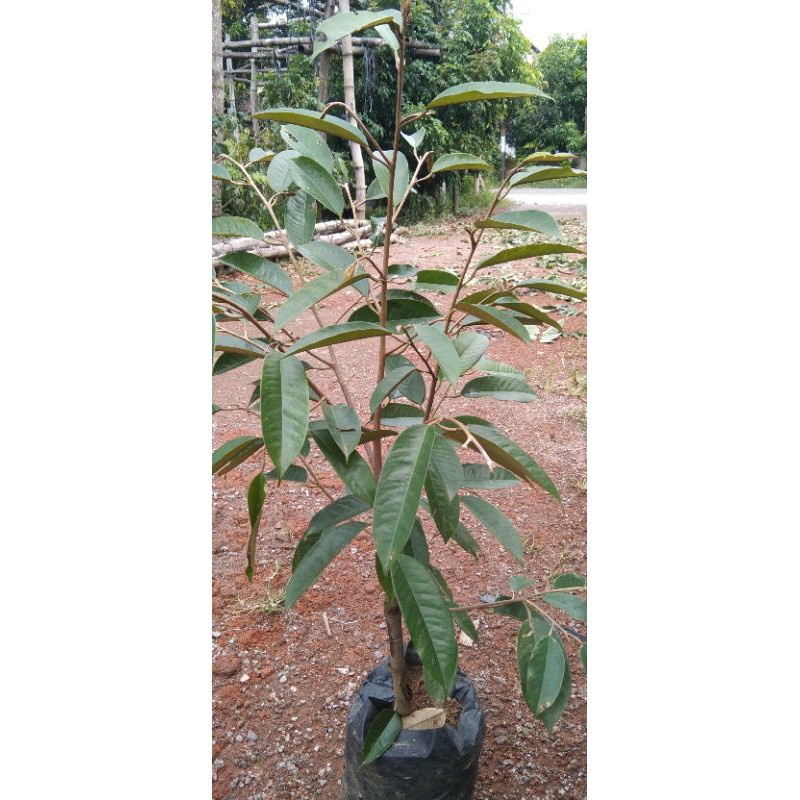 

durian duri hitam kaki1