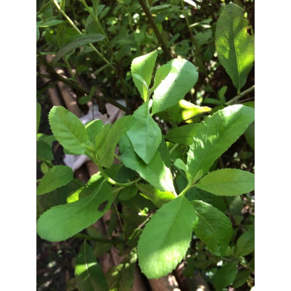 

Daun Beluntas