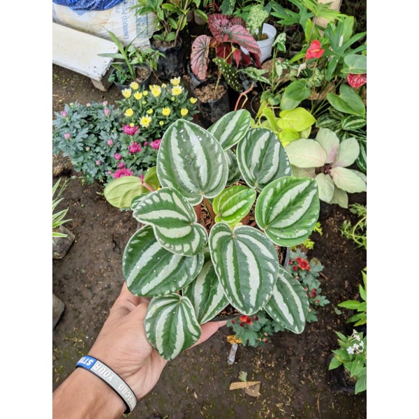 Peperomia hijau putih kerut