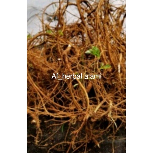 

Akar putri malu 100g