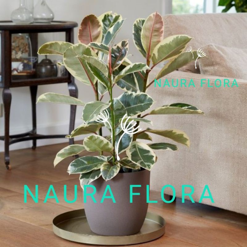 pohon karet kebo varigata rubber plant ficus elastica