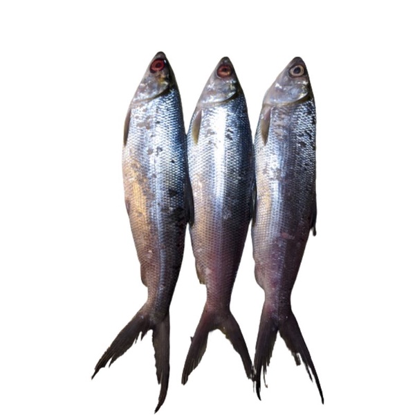 

Ikan bandeng fresh