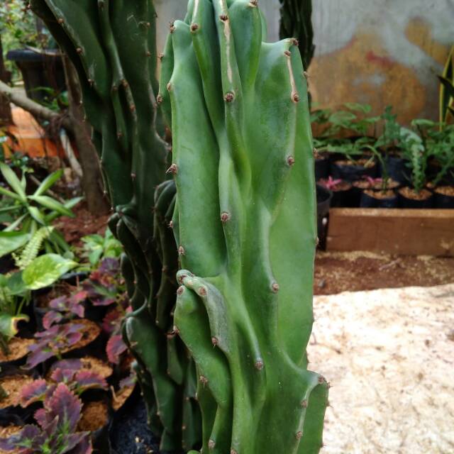 Pohon kaktus /Tanaman Hias kaktus