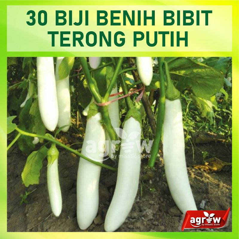 30 Benih Biji Bibit Terong Putih Bintang Asia Besar Panjang