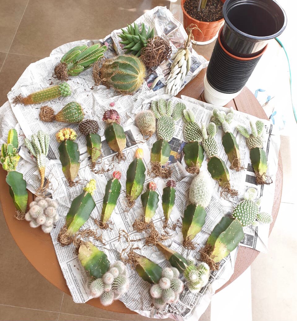 Kaktus Panda 5pcs/150k