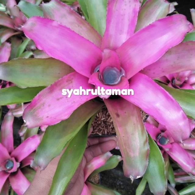 Tanaman hias bromelia baby pink - bromelia pink
