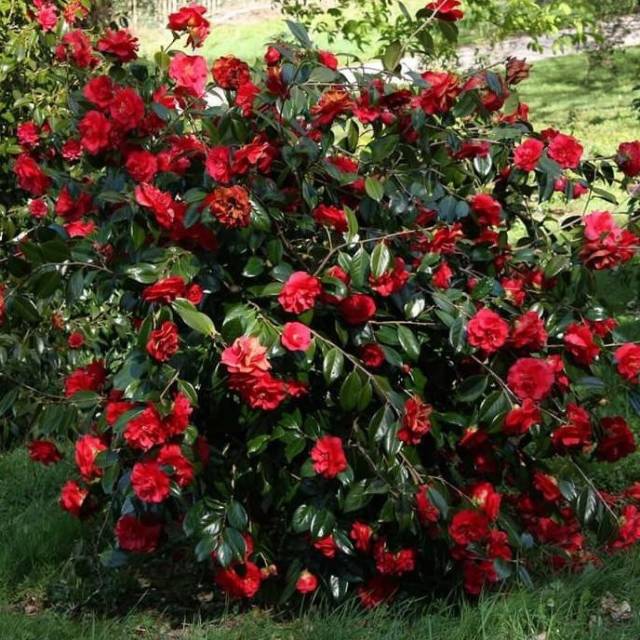 Rose Bibit bunga Camelia Merah Tanaman Bunga Camelia Wangi