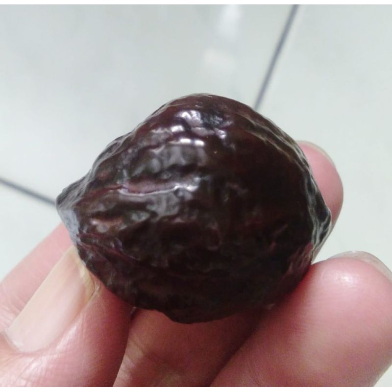 Muncang Adu Mayit Jawa Ori Matang