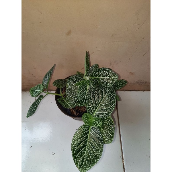 TANAMAN HIAS EPISCIA MUTIARA - TANAMAN GANTUNG EPISCIA MUTIARA