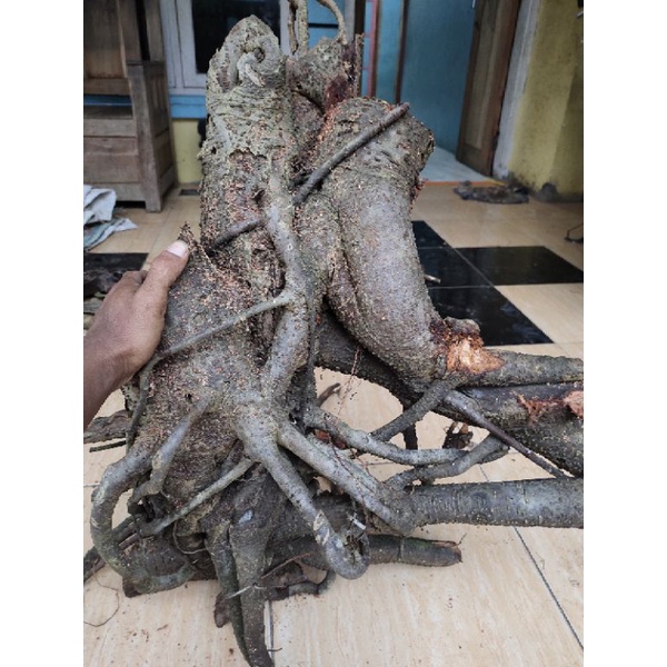 bahan bonsai dongkelan ficus bulu jumbo berkarakter