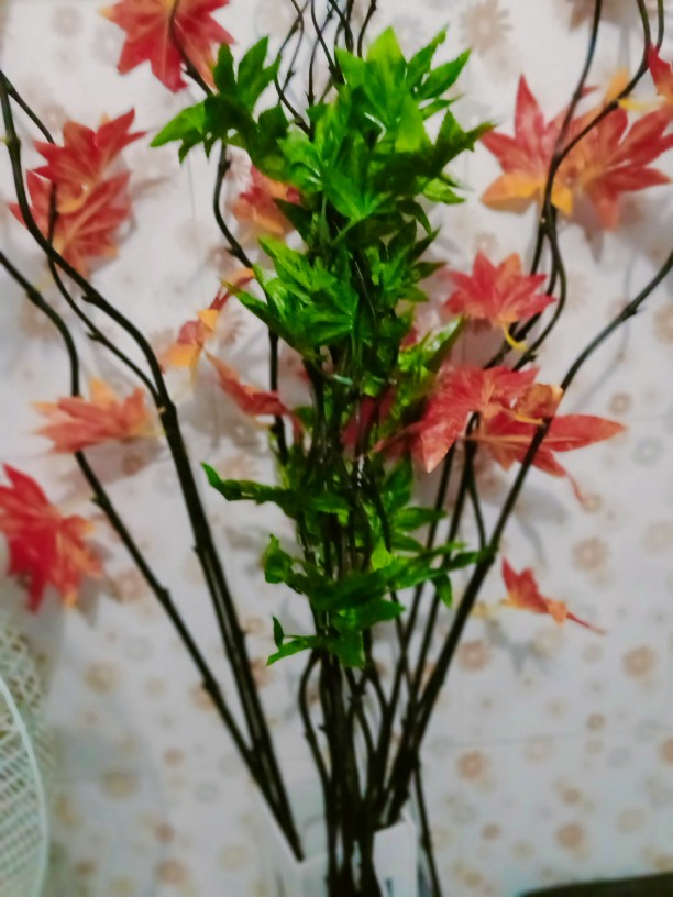 Bambu Ulir Daun Maple