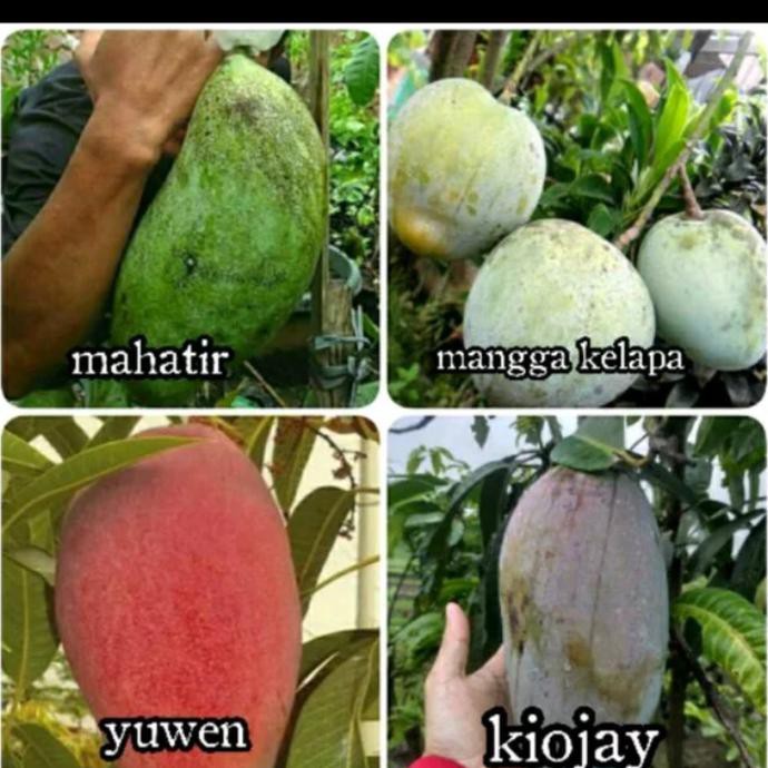 s1p Bibit Buah Mangga 4 paket bibit mangga Terbaru