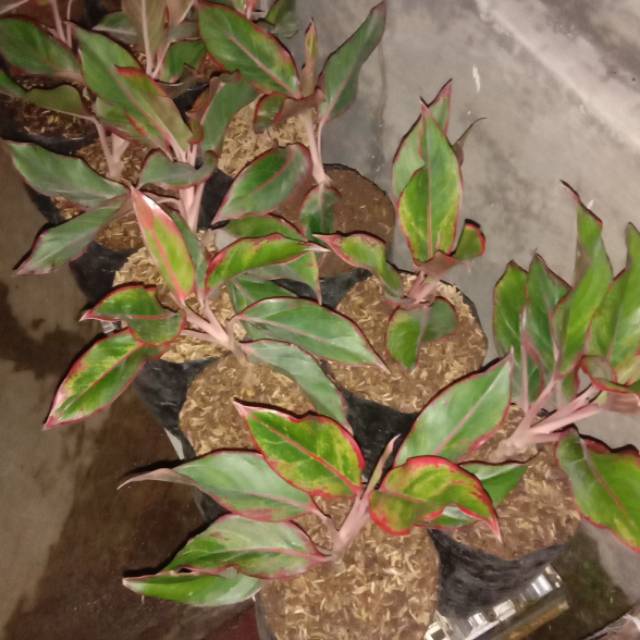 Aglaonema lipstik